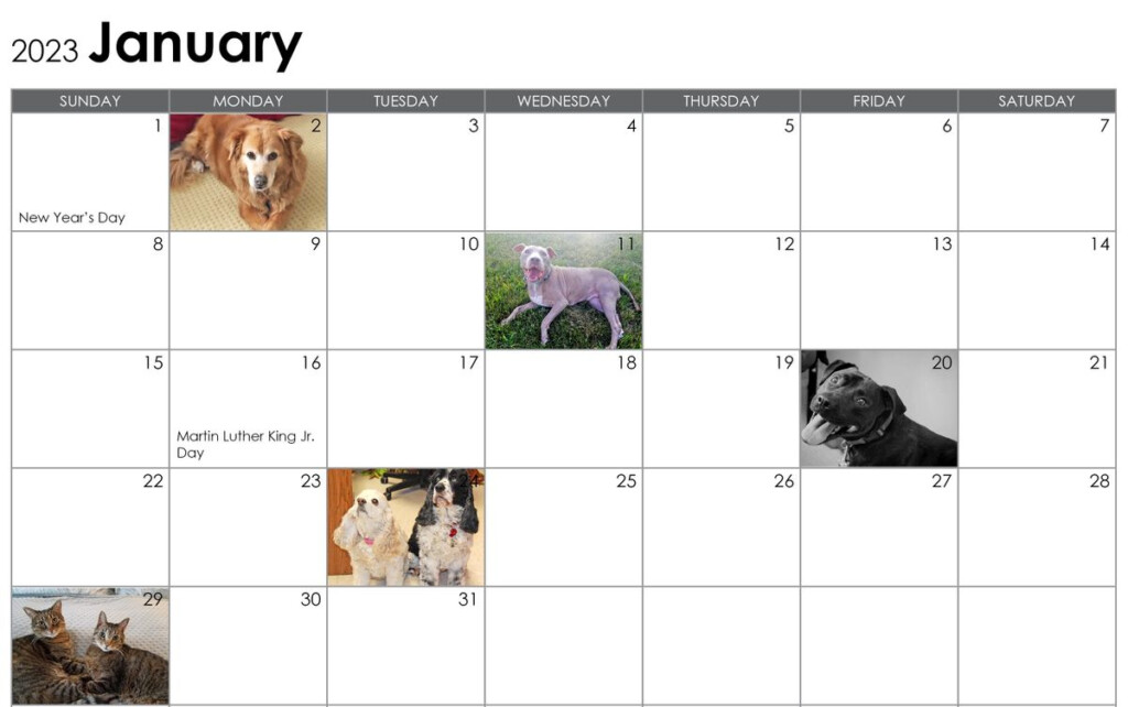 2023 LTBHS Calendar Square Little Traverse Bay Humane Society