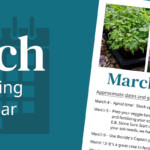 March Gardening Calendar California SummerWinds Nursery